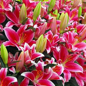 Lilium 'Starlight Express', Lily 'Starlight Express', Oriental Lily 'Starlight Express'', Oriental Lilies, Pink Lilies, Fragrant lilies, Lily flower, Lily Flower